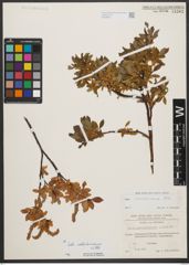 Foto von Salix waldsteiniana Willd.